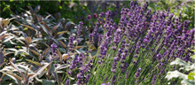 Lebendiger Garten ::: Achim Schmidt ::: Nierstein / Rheinhessen ::: Drommershausen / Hunsrück
